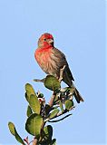 House Finch